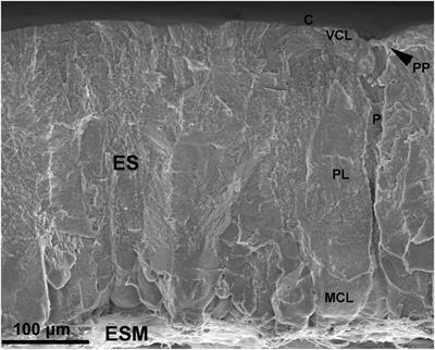 Biotechnological Applications of Eggshell: Recent Advances